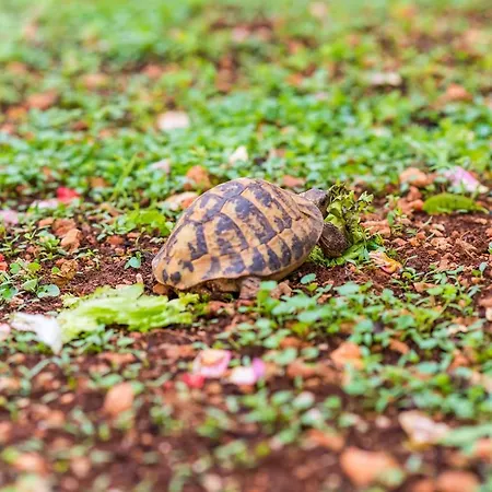 Apartamento Miracle *